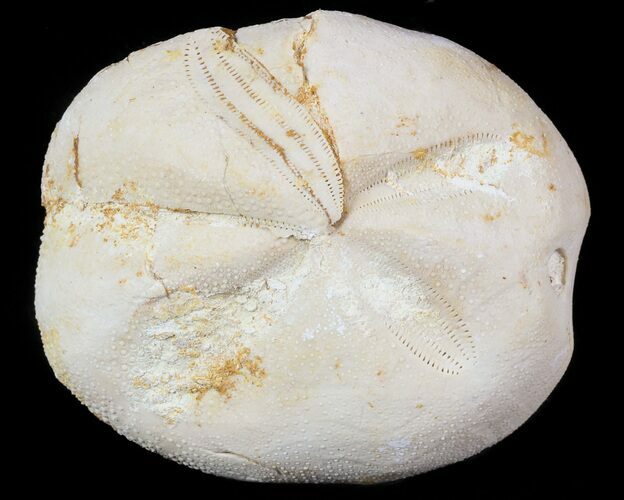 Micraster? Fossil Echinoid (Sea Urchin) - Taouz, Morocco #46398